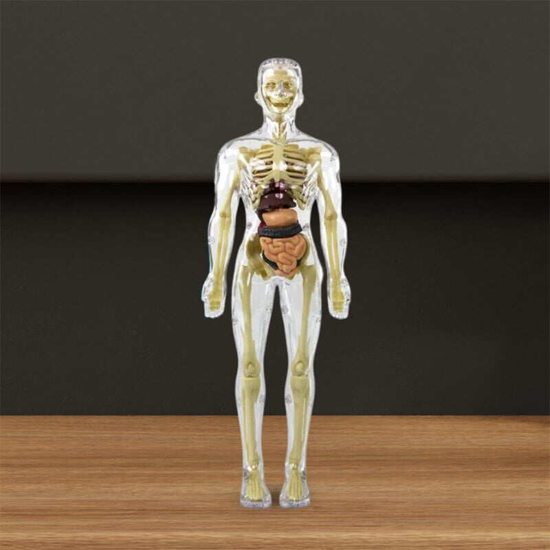 Model 3D tułowia ludzkiego ciała dla dzieci, model anatomiczny szkieletu