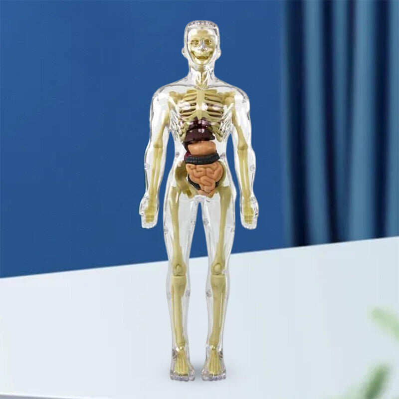 Model 3D tułowia ludzkiego ciała dla dzieci, model anatomiczny szkieletu