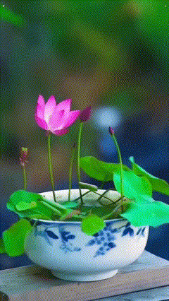 Vrhunska bonsaj lotosova semena